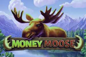 money moose