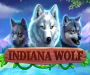 Indian Wolf